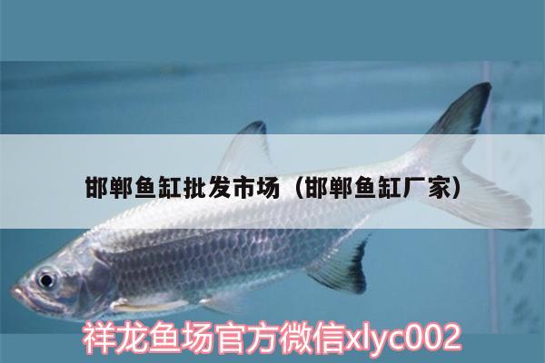 邯郸鱼缸批发市场（邯郸鱼缸厂家） 祥龙龙鱼专用水族灯