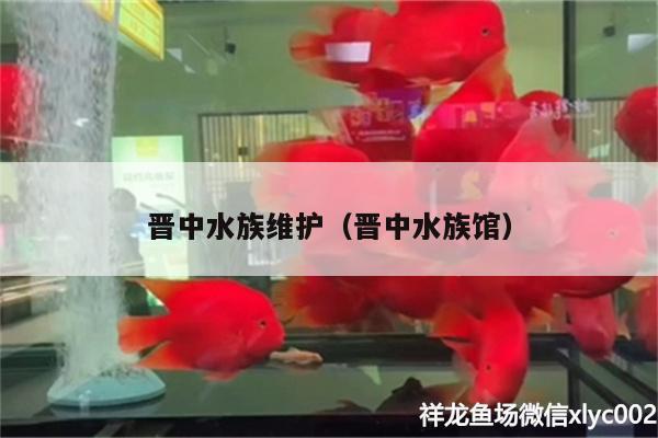 晋中水族维护（晋中水族馆） 白子银版鱼苗