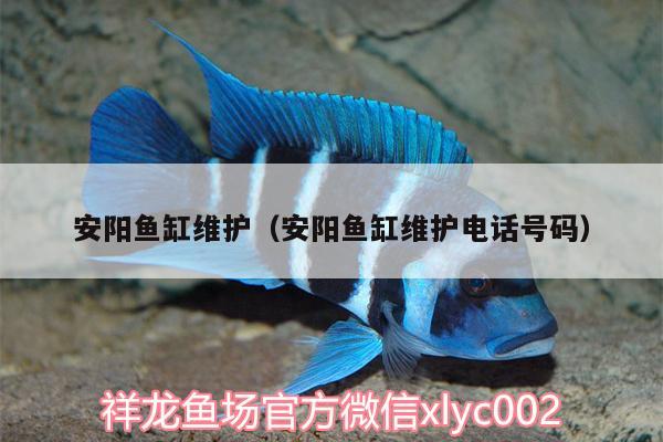 安阳鱼缸维护（安阳鱼缸维护电话号码）