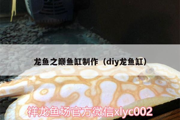 龙鱼之巅鱼缸制作（diy龙鱼缸） 双线侧鱼