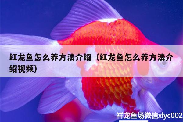 红龙鱼怎么养方法介绍（红龙鱼怎么养方法介绍视频） 喷点菠萝鱼