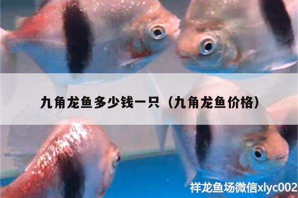 九角龙鱼多少钱一只（九角龙鱼价格） 鱼缸风水