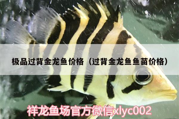 极品过背金龙鱼价格（过背金龙鱼鱼苗价格） 过背金龙鱼