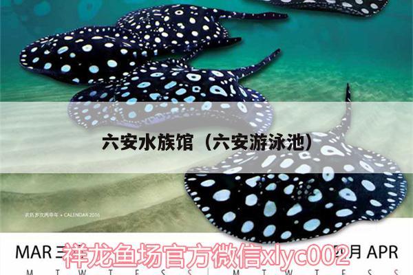 六安水族馆（六安游泳池） 古典过背金龙鱼