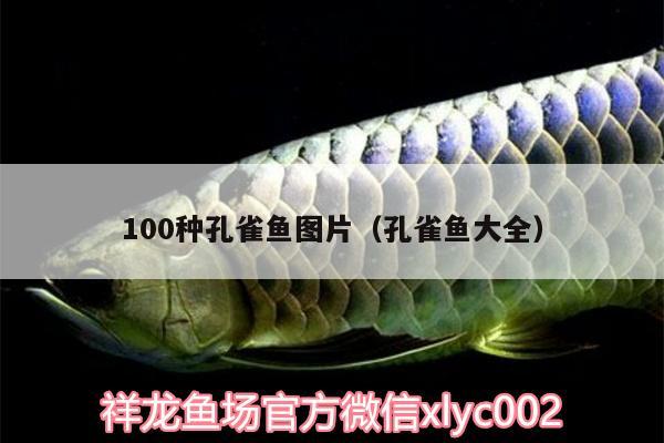 100种孔雀鱼图片（孔雀鱼大全） 鱼缸风水