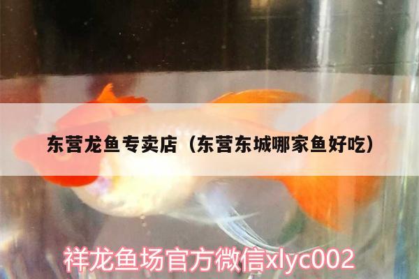 东营龙鱼专卖店（东营东城哪家鱼好吃） 广州水族器材滤材批发市场