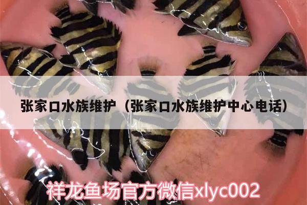 张家口水族维护（张家口水族维护中心电话）