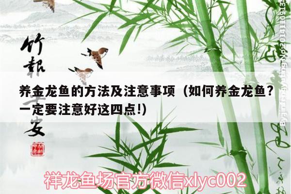 养金龙鱼的方法及注意事项（如何养金龙鱼?一定要注意好这四点!）