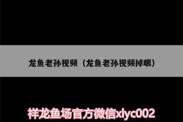 龙鱼老孙视频（龙鱼老孙视频掉眼）