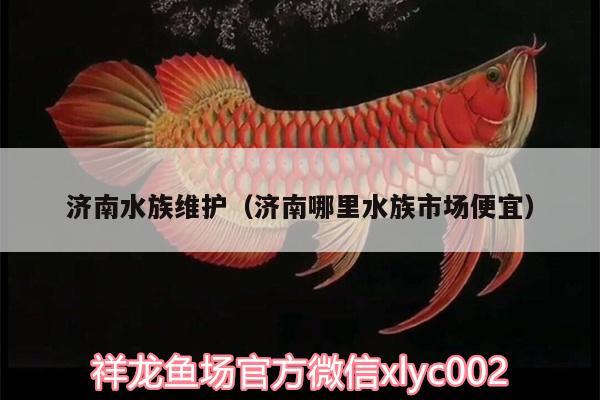 济南水族维护（济南哪里水族市场便宜）