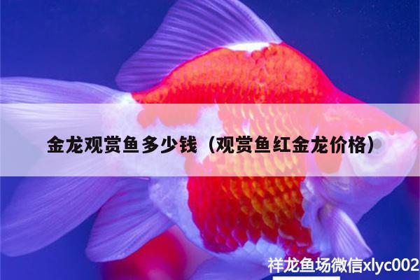 金龙观赏鱼多少钱（观赏鱼红金龙价格） 罗汉鱼批发