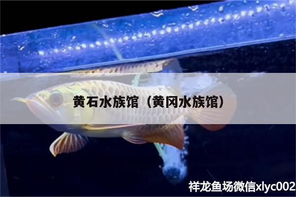 黄石水族馆（黄冈水族馆） 鱼缸/水族箱