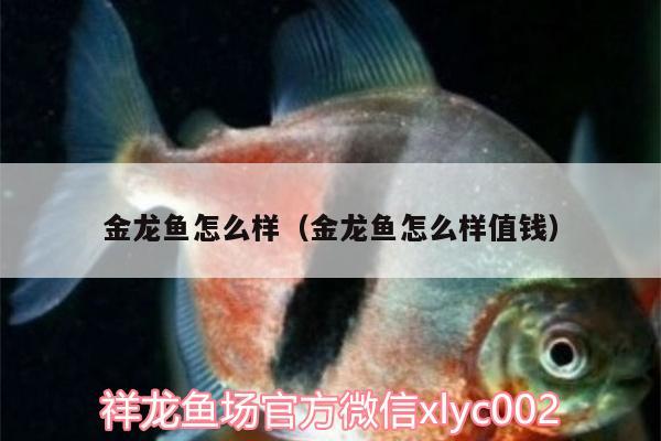 金龙鱼怎么样（金龙鱼怎么样值钱） 虎纹银版鱼 第2张