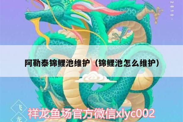 阿勒泰锦鲤池维护（锦鲤池怎么维护） 广州水族批发市场