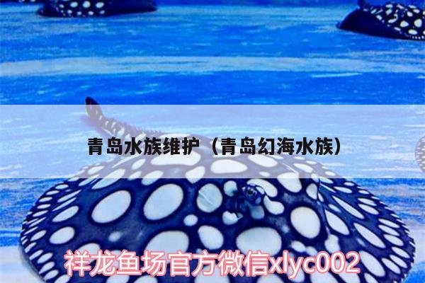 青岛水族维护（青岛幻海水族） 过背金龙鱼