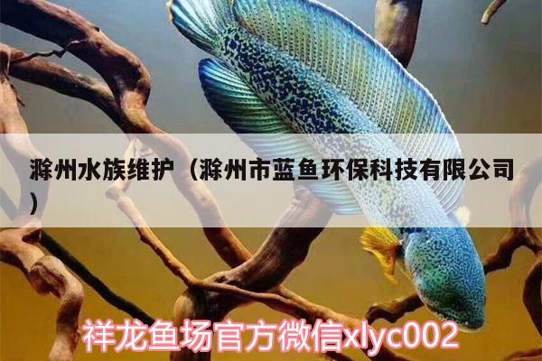 滁州水族维护（滁州市蓝鱼环保科技有限公司）