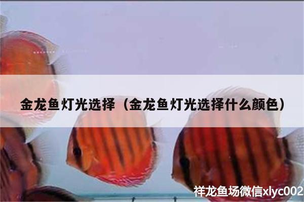 金龙鱼灯光选择（金龙鱼灯光选择什么颜色） 魟鱼百科