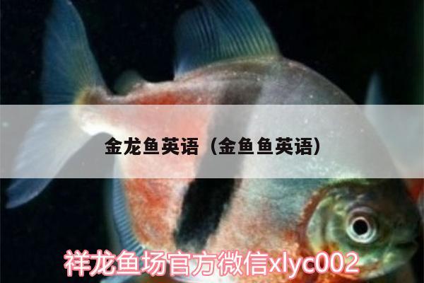 金龙鱼英语（金鱼鱼英语） 鱼缸水泵