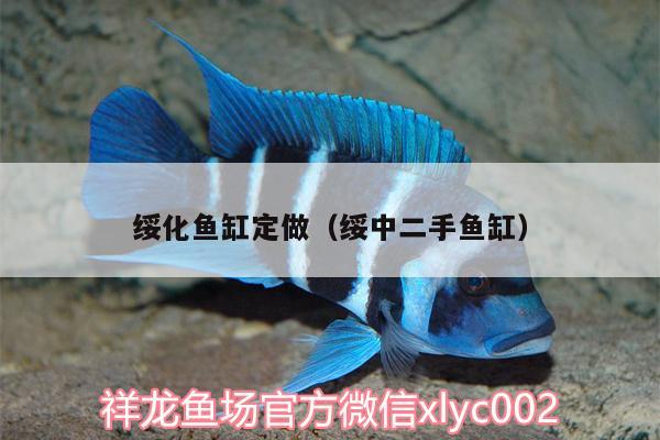 绥化鱼缸定做（绥中二手鱼缸） 玫瑰银版鱼