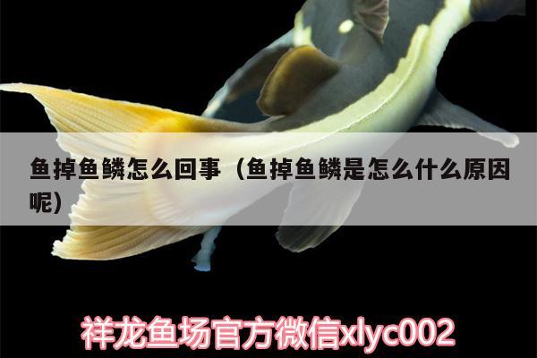 鱼掉鱼鳞怎么回事（鱼掉鱼鳞是怎么什么原因呢） 红龙专用鱼粮饲料