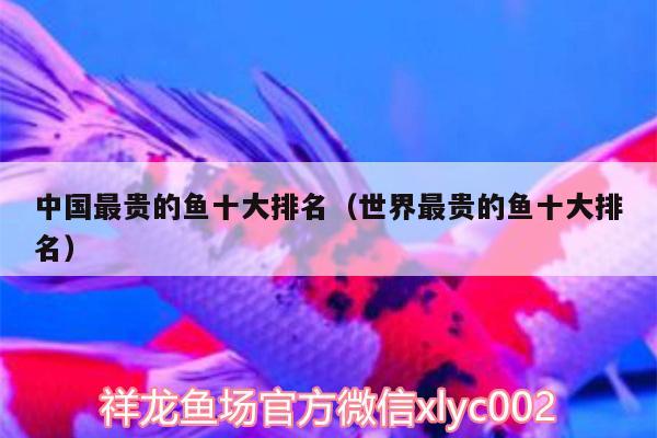 中国最贵的鱼十大排名（世界最贵的鱼十大排名）