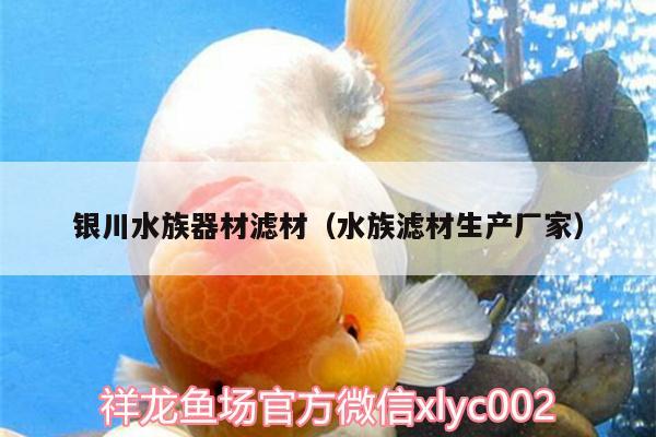 银川水族器材滤材（水族滤材生产厂家） 豹纹夫鱼苗