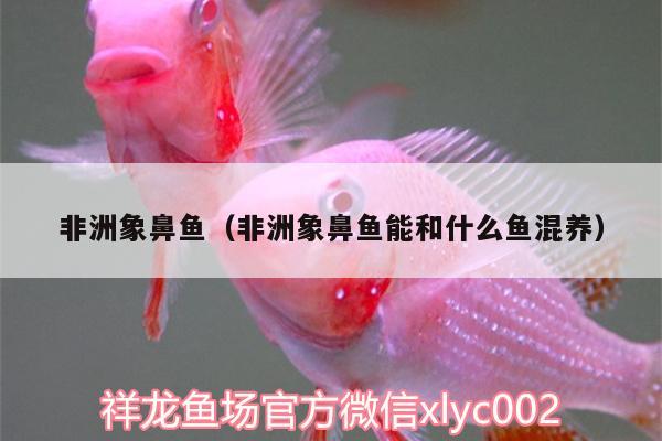 非洲象鼻鱼（非洲象鼻鱼能和什么鱼混养） 非洲象鼻鱼