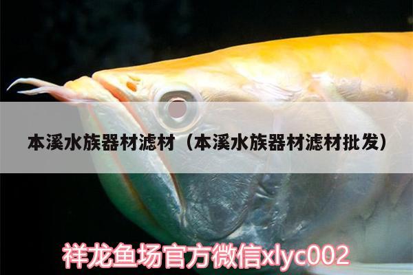 本溪水族器材滤材（本溪水族器材滤材批发） 白子金龙鱼 第2张