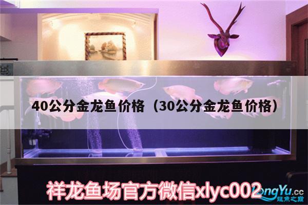 40公分金龙鱼价格（30公分金龙鱼价格）