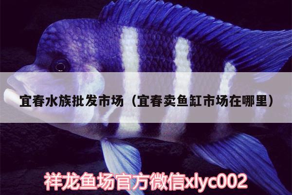 宜春水族批发市场（宜春卖鱼缸市场在哪里） 观赏鱼水族批发市场