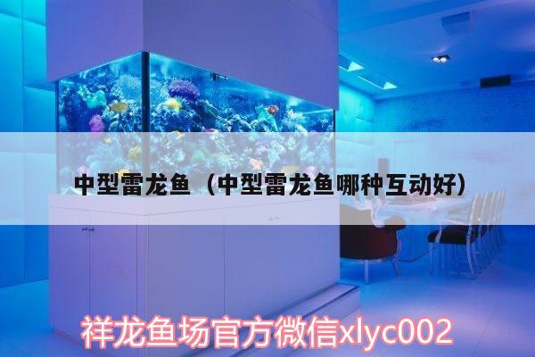 中型雷龙鱼（中型雷龙鱼哪种互动好） 祥龙水族护理水