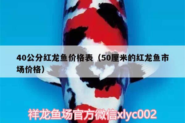 40公分红龙鱼价格表（50厘米的红龙鱼市场价格） 马拉莫宝石鱼