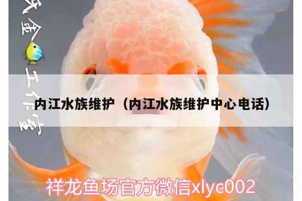 内江水族维护（内江水族维护中心电话） 双线侧鱼