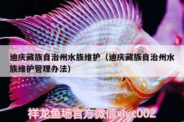 迪庆藏族自治州水族维护（迪庆藏族自治州水族维护管理办法） 熊猫异形鱼L46