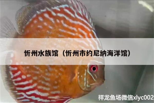 忻州水族馆（忻州市约尼纳海洋馆） 泰国雪鲫鱼 第4张