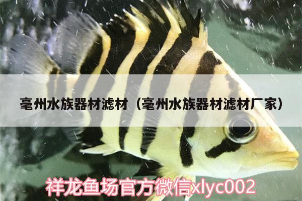 毫州水族器材滤材（毫州水族器材滤材厂家） 奈及利亚红圆点狗头 第2张