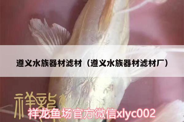 遵义水族器材滤材（遵义水族器材滤材厂） 金头过背金龙鱼