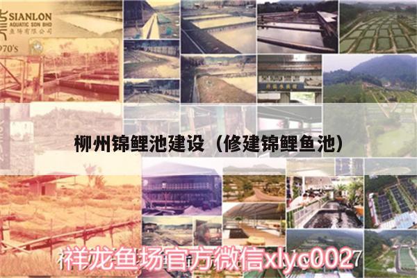 柳州锦鲤池建设（修建锦鲤鱼池） 金头过背金龙鱼