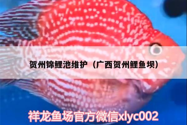 贺州锦鲤池维护（广西贺州鲤鱼坝） 鱼缸等水族设备