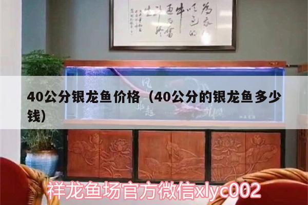 40公分银龙鱼价格（40公分的银龙鱼多少钱）