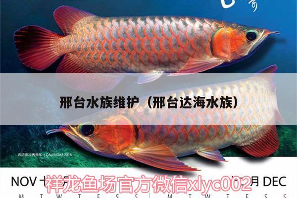 邢台水族维护（邢台达海水族）