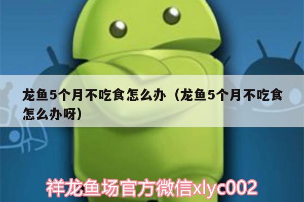 龙鱼5个月不吃食怎么办（龙鱼5个月不吃食怎么办呀）