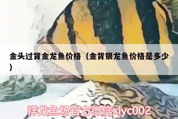 金头过背金龙鱼价格（金背银龙鱼价格是多少）