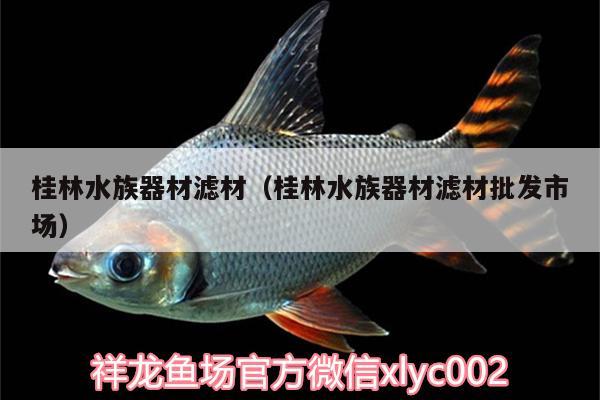 桂林水族器材滤材（桂林水族器材滤材批发市场） 广州水族器材滤材批发市场