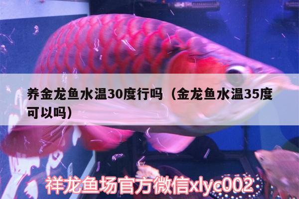 养金龙鱼水温30度行吗（金龙鱼水温35度可以吗）