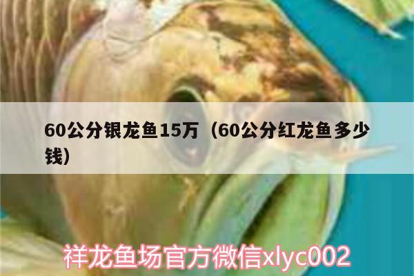 60公分银龙鱼15万（60公分红龙鱼多少钱） 银龙鱼