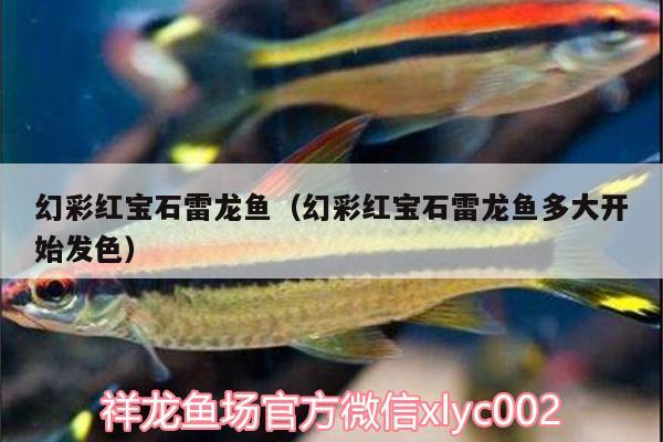 幻彩红宝石雷龙鱼（幻彩红宝石雷龙鱼多大开始发色）