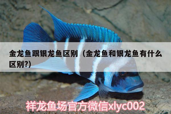 金龙鱼跟银龙鱼区别（金龙鱼和银龙鱼有什么区别?） 银龙鱼百科