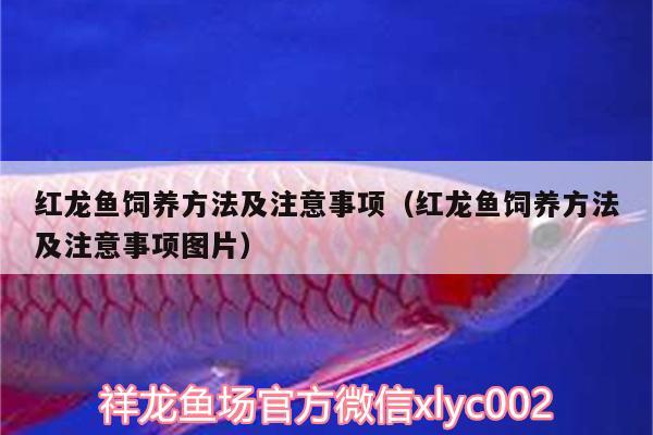 红龙鱼饲养方法及注意事项（红龙鱼饲养方法及注意事项图片） 朱巴利鱼