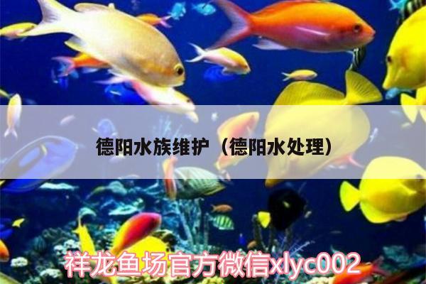 德阳水族维护（德阳水处理）